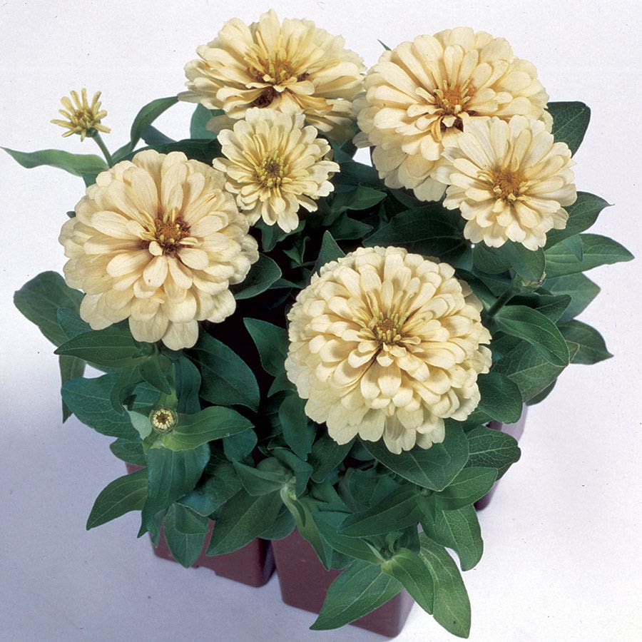 Dreamland™ Ivory Hybrid Zinnia Seeds