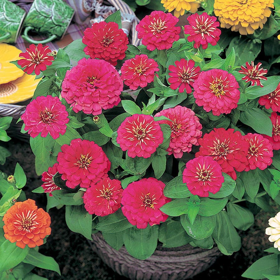 Dreamland™ Rose Hybrid Zinnia Seeds