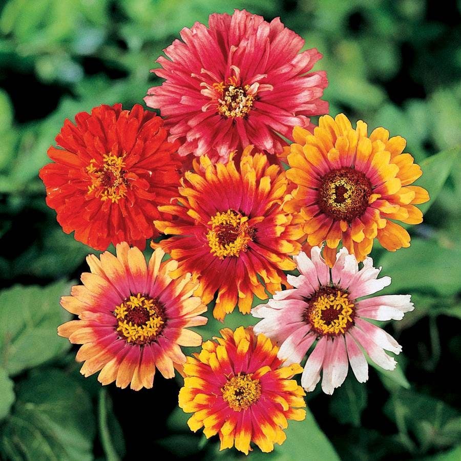 hybrid zinnia flower seeds Whirligig Hybrid Zinnia Seeds