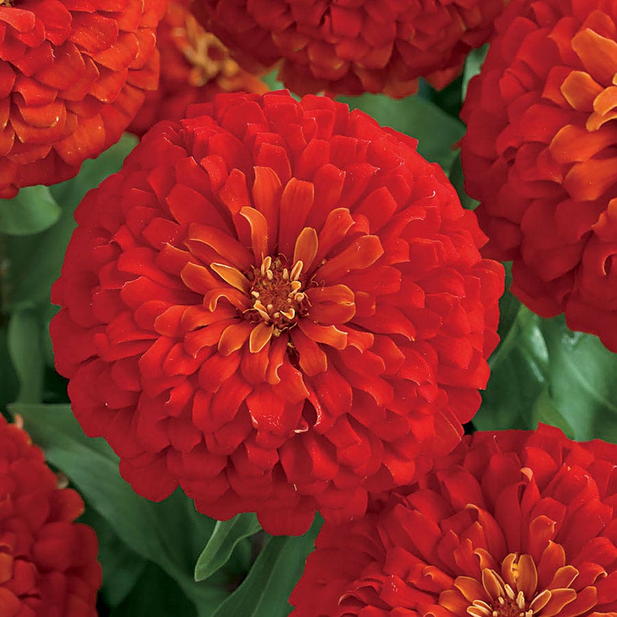 hybrid zinnia flower seeds Dreamland™ Scarlet Hybrid Zinnia Seeds