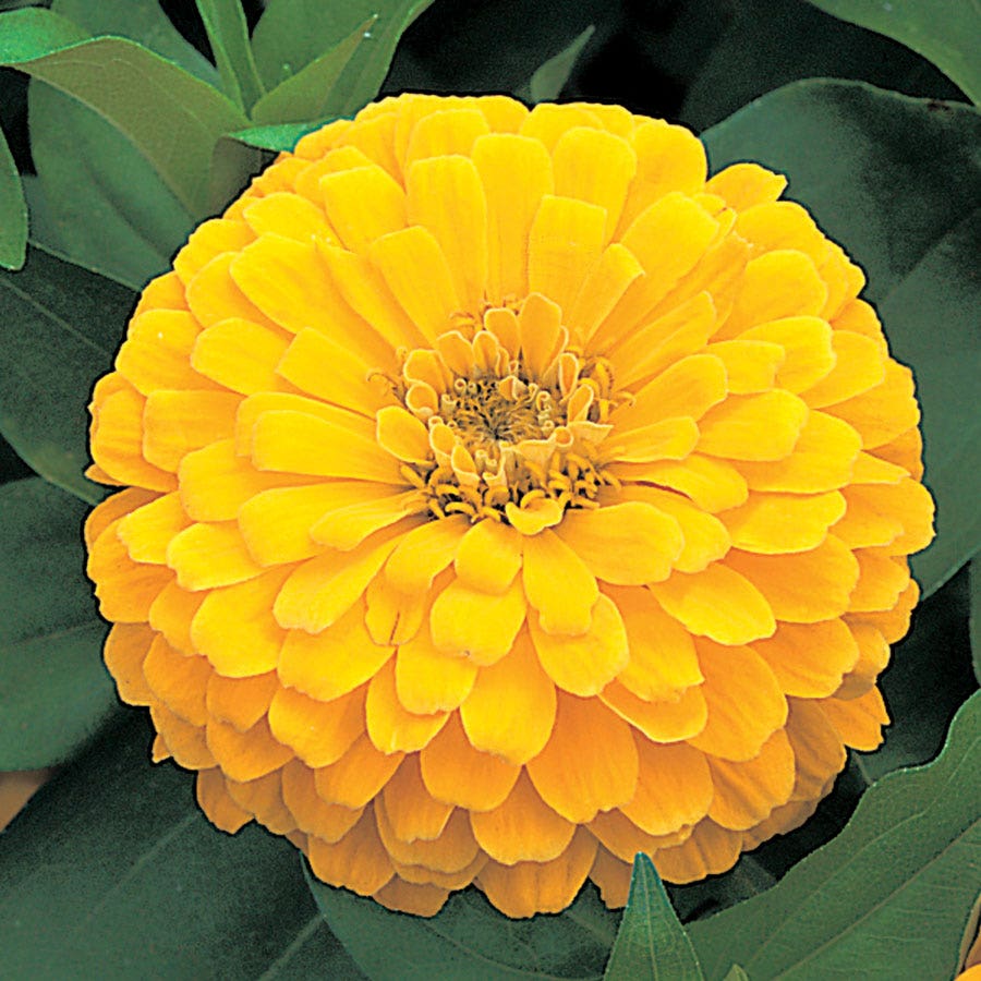 hybrid zinnia flower seeds Dreamland™ Yellow Hybrid Zinnia Seeds