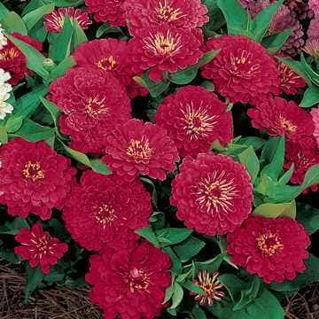 Dreamland™ Red Bulk Zinnia Seeds - Hybrid