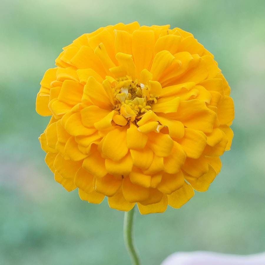 Park's Picks Yellow Zinnia Seeds