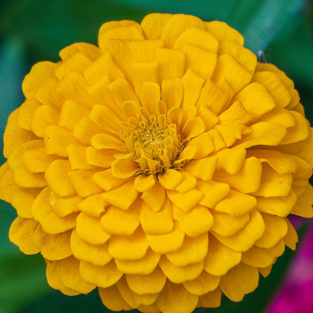 Park's Picks Yellow Zinnia Seeds