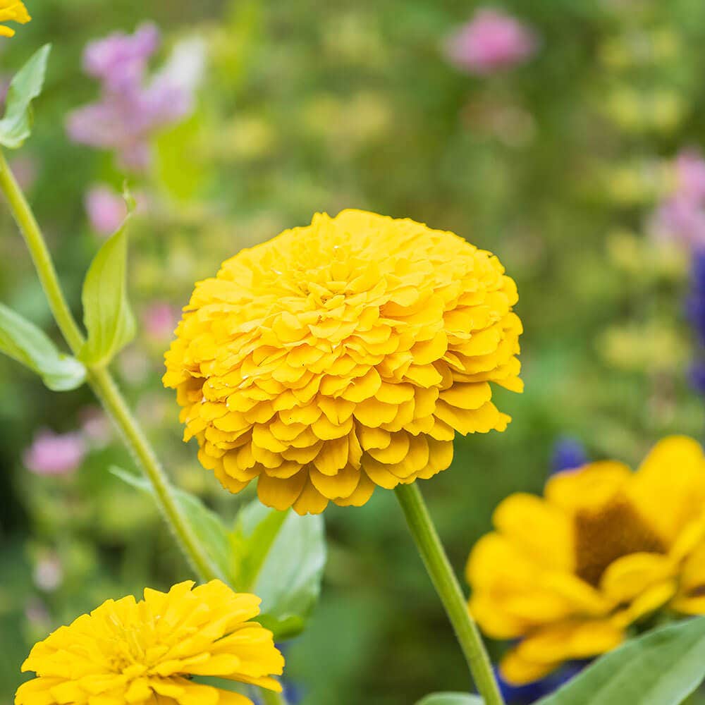 Park's Picks Yellow Zinnia Seeds