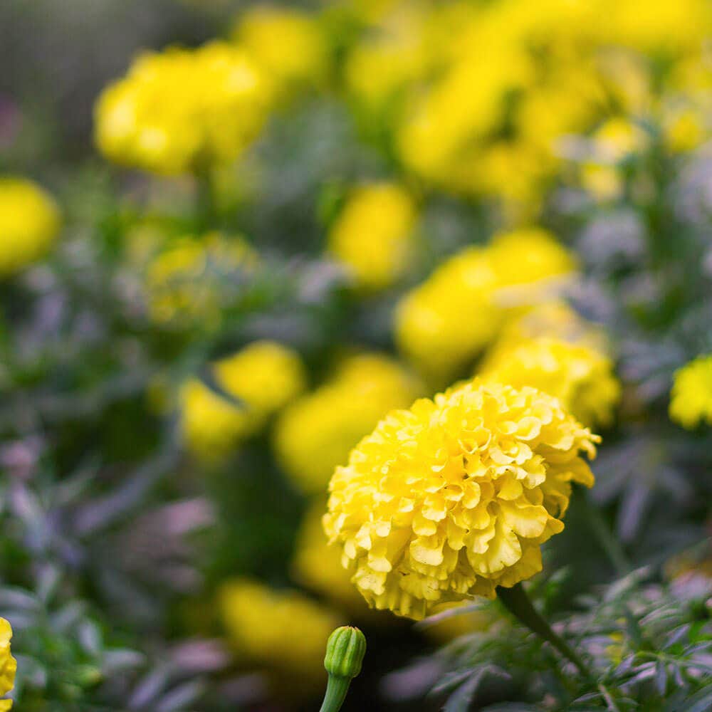 Park's Picks Yellow Zinnia Seeds
