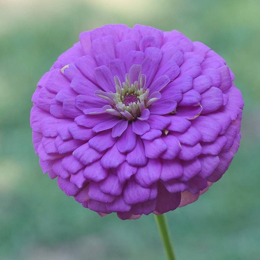 blue lavender queen blue zinnia flower Park's Picks Lilac Zinnia — Stunning Bright Lilac Blooms – Park Seed