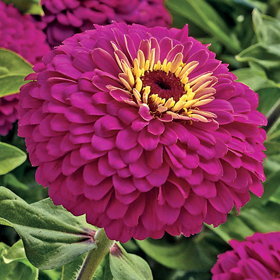 hybrid zinnia flower seeds Uproar™ Rose Hybrid Zinnia Seeds