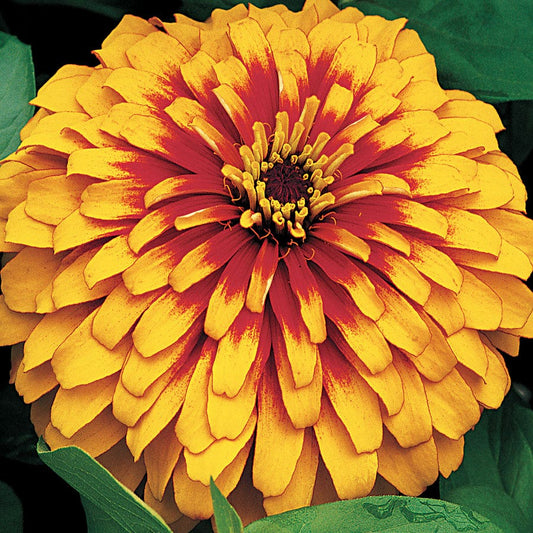 Swizzle™ Scarlet and Yellow Zinnia Seeds