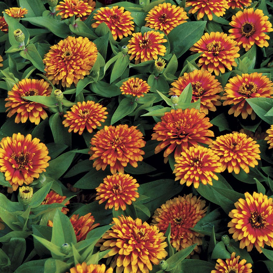 Swizzle™ Scarlet and Yellow Zinnia Seeds