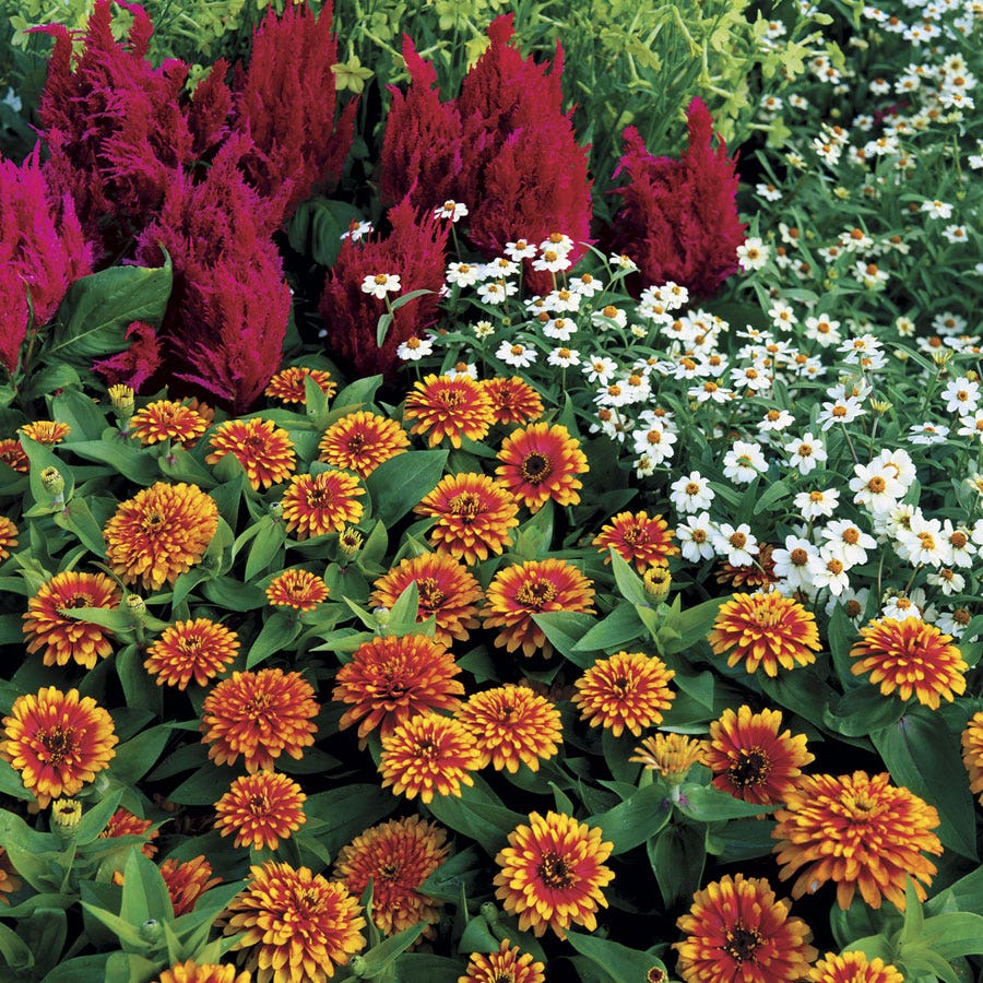 Swizzle™ Scarlet and Yellow Zinnia Seeds