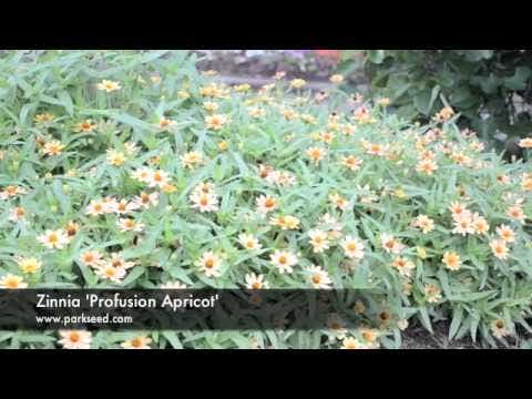 Profusion Apricot Zinnia Seeds