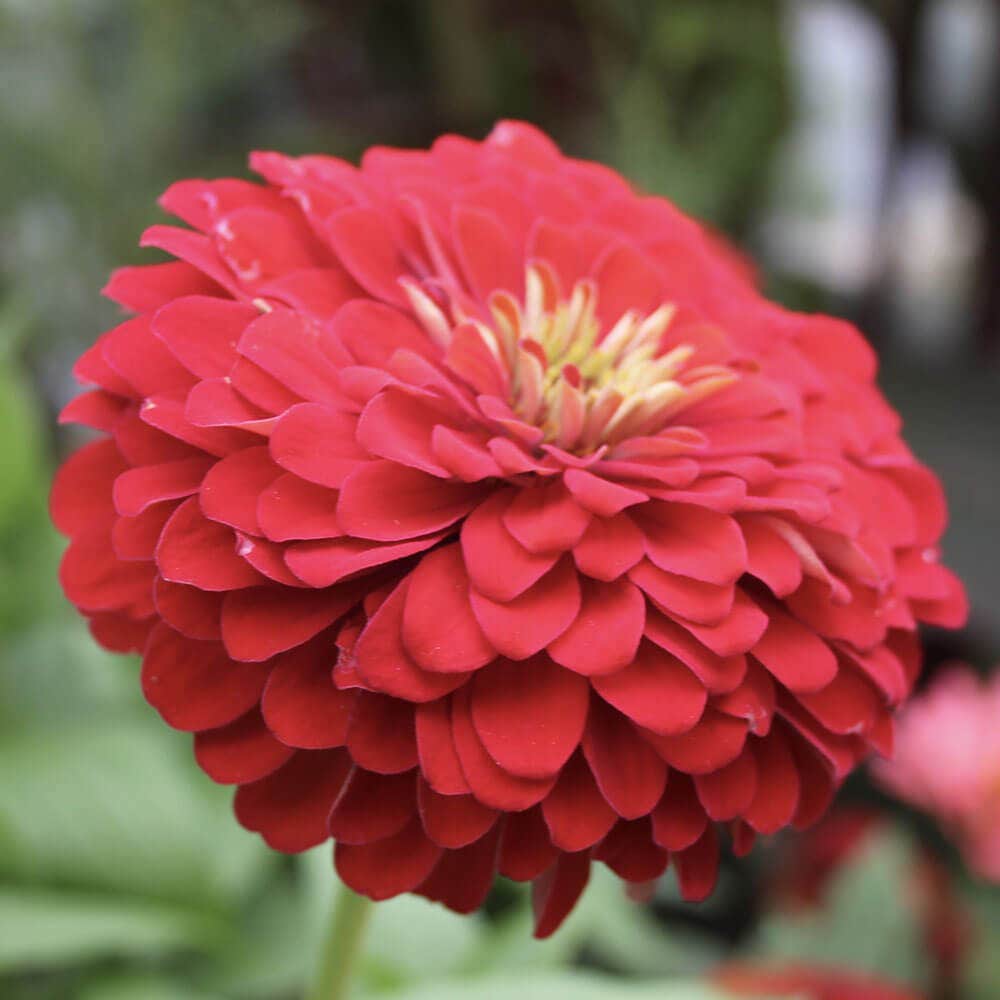 Park's Picks Deep Red Zinnia Seeds