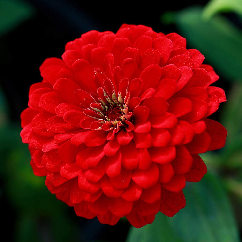 Park's Picks Deep Red Zinnia Seeds