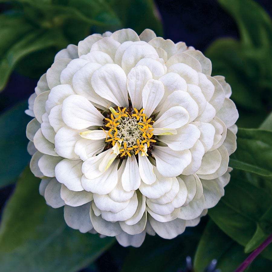 white seed plant Park's Picks White Zinnia Seeds