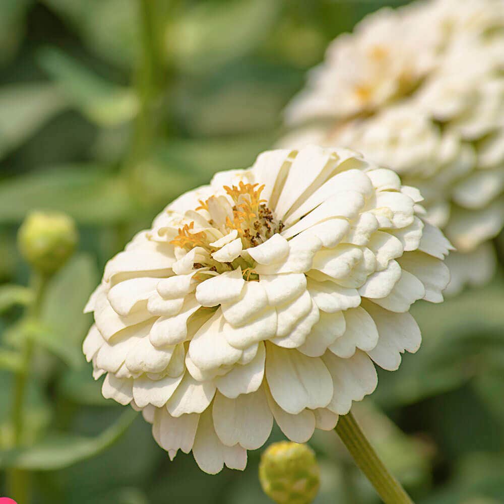 Park's Picks White Zinnia Seeds