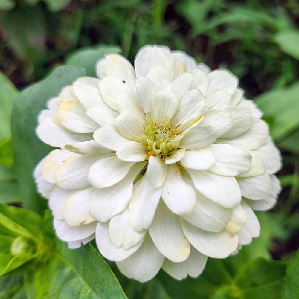 Park's Picks White Zinnia Seeds
