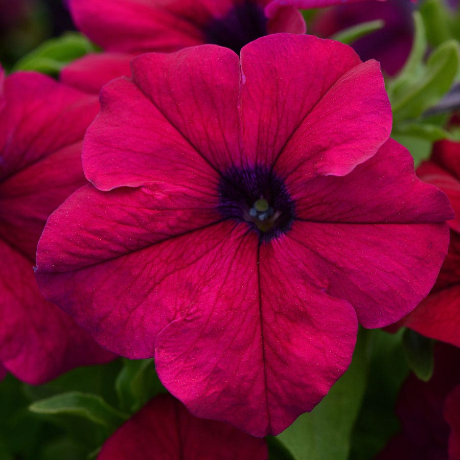 Dreams™ Burgundy Petunia Seeds