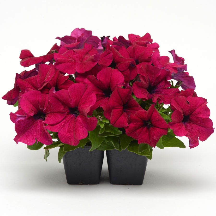 Dreams™ Burgundy Petunia Seeds