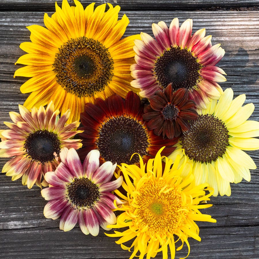 purple sunflower seeds for planting Razzmatazz Purple Sunflower Seeds Mix