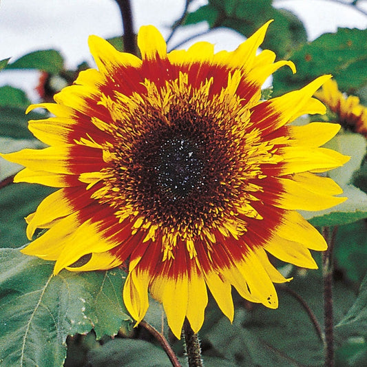 The Joker Hybrid F1 Sunflower Seeds