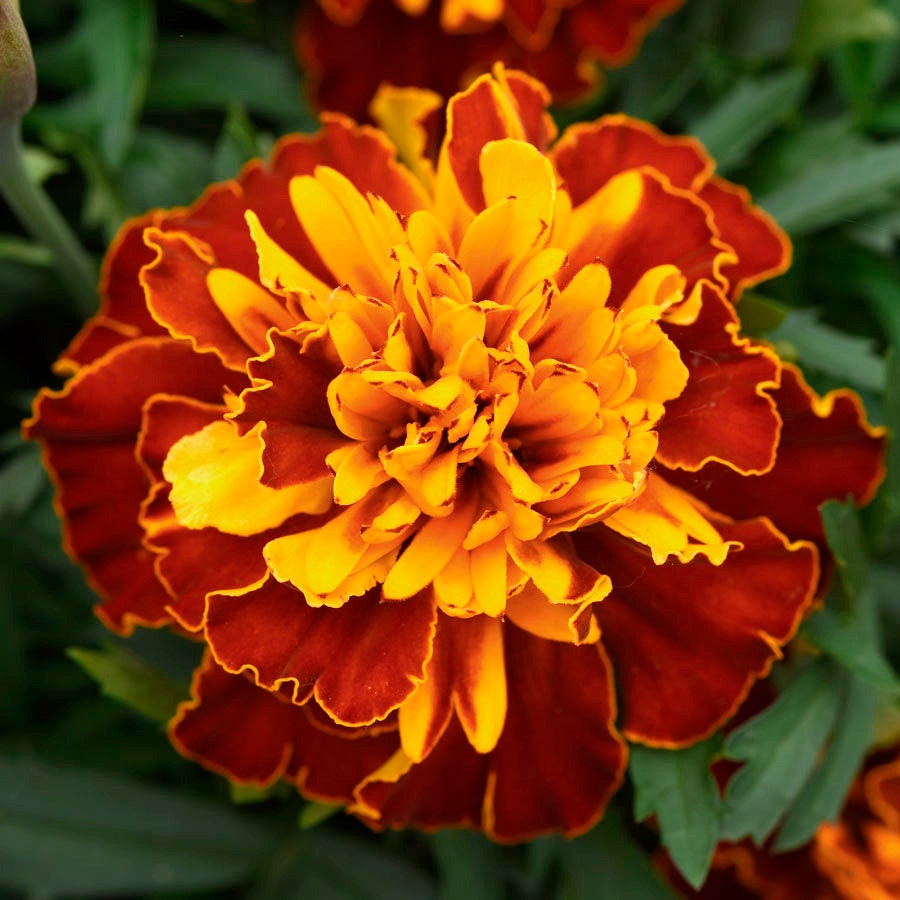 snowball marigold seeds Bonanza™ Harmony Marigold Seeds