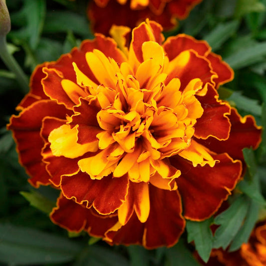 Bonanza™ Harmony Marigold Seeds
