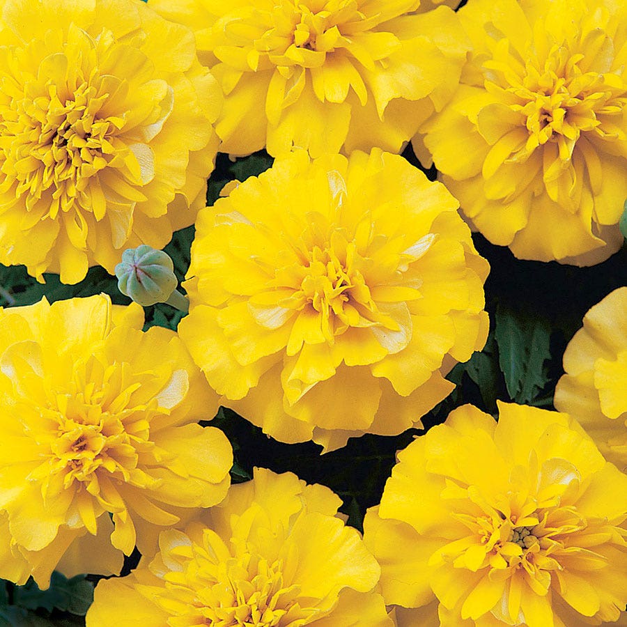 yellow marigold seeds Bonanza™ Yellow Marigold Seeds