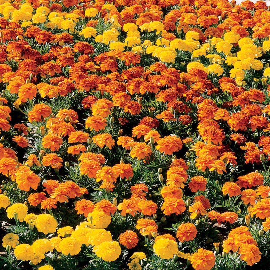 marigold mix seeds Bonanza™ Mix Marigold Seeds
