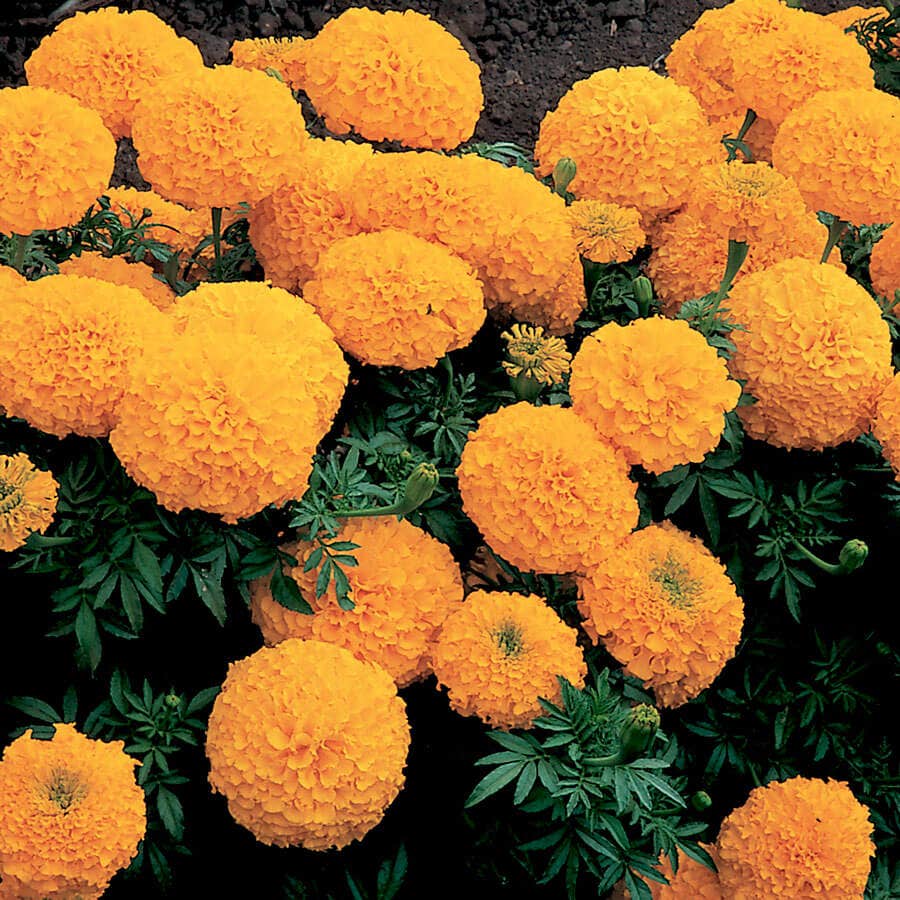 american seed marigold Inca II™ Gold Hybrid Marigold Seeds – Park Seed