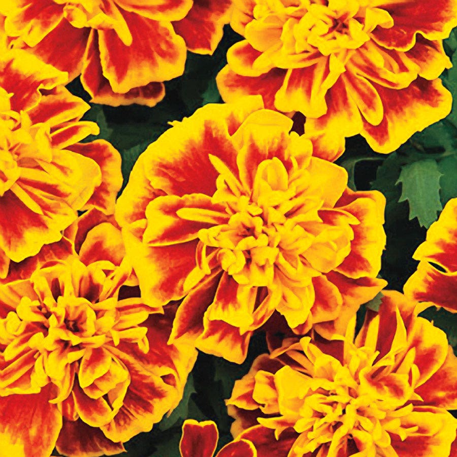 french marigold from seed Bonanza™ Bee Marigold Seeds – Park Seed