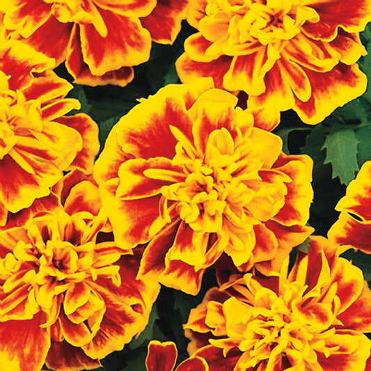 Bonanza™ Bee Marigold Seeds