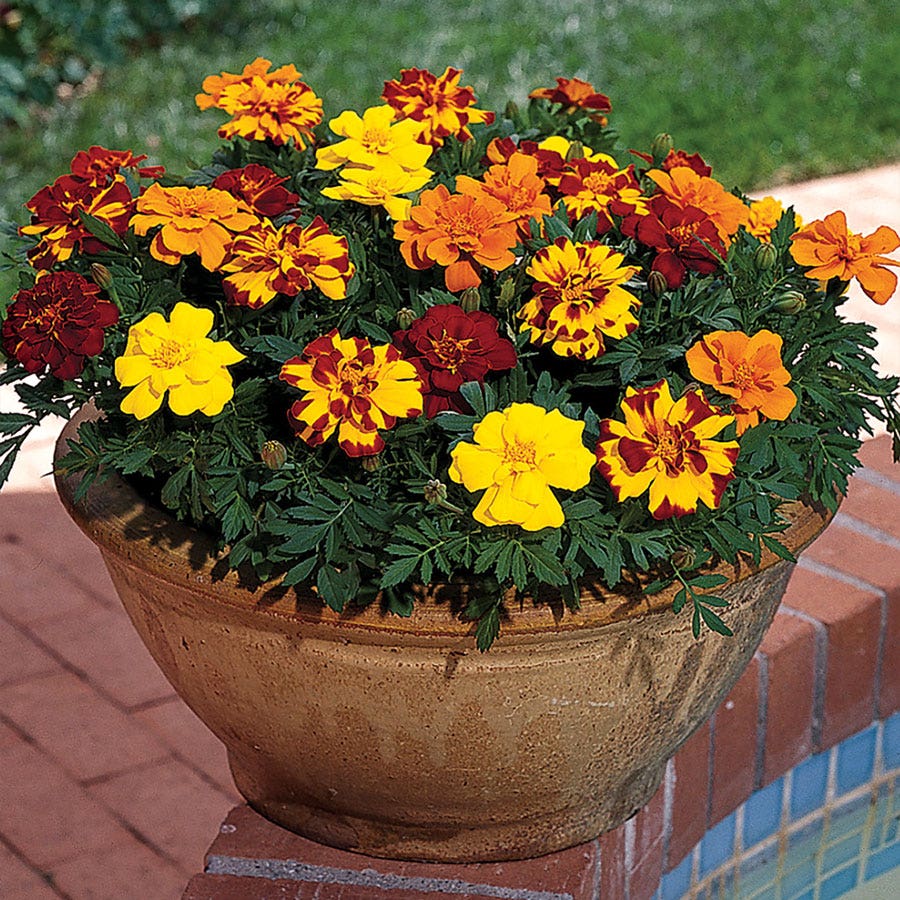 marigold seed mix Durango® Outback Mix Marigold Seeds