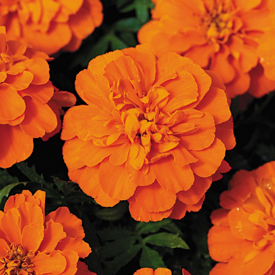Bonanza™ Deep Orange Marigold Seeds