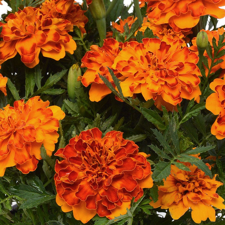 self seeding marigolds Bonanza™ Bolero Marigold Seeds