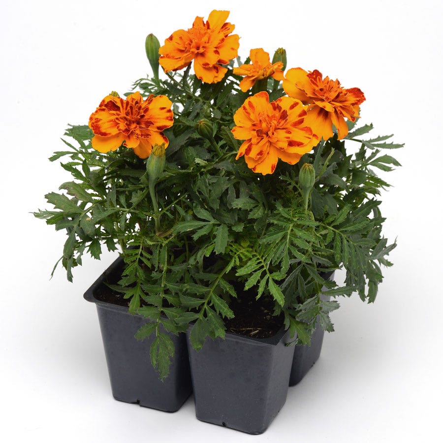 Bonanza™ Bolero Marigold Seeds