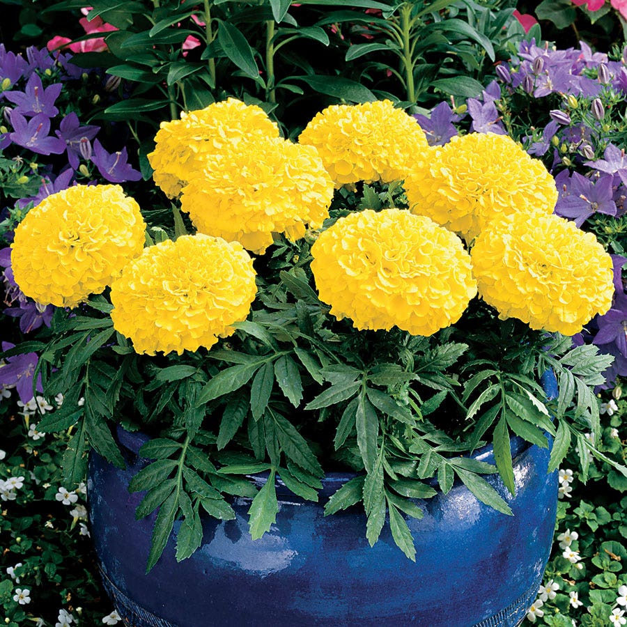 american seed marigold Antigua™ Yellow Hybrid Marigold Seeds – Park Seed