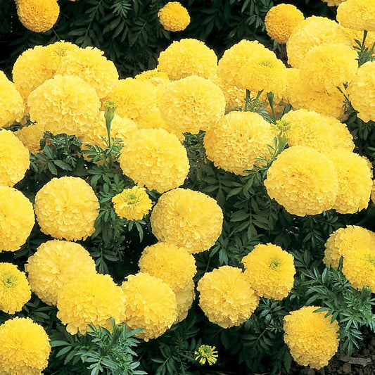 Inca II™ Primrose Hybrid Marigold Seeds