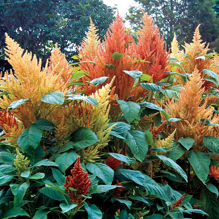 amaranth seeds plant Autumn's Touch' Amaranthus Seeds – Park Seed