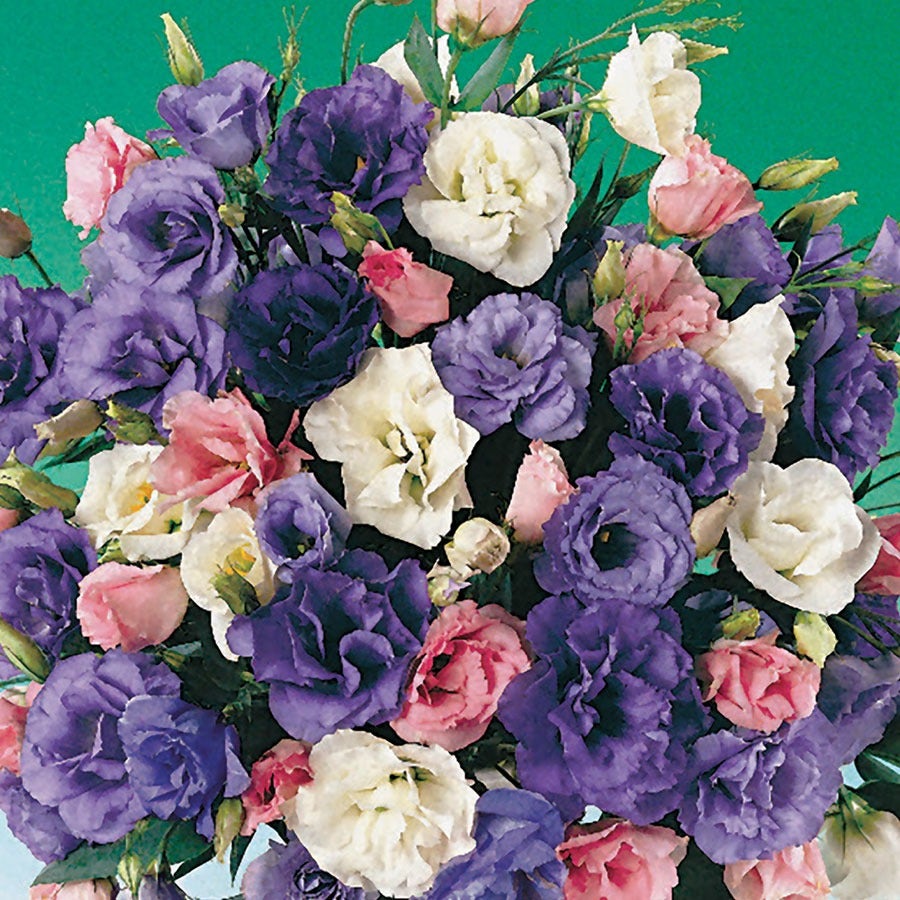 flower seeds lisianthus seeds Echo Mix Lisianthus Seeds