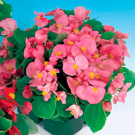 Pizzazz Pink Begonia Seeds