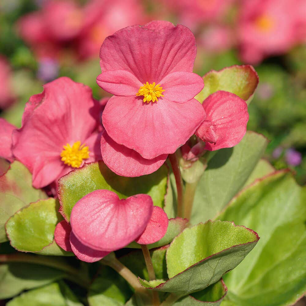 Pizzazz Pink Begonia Seeds