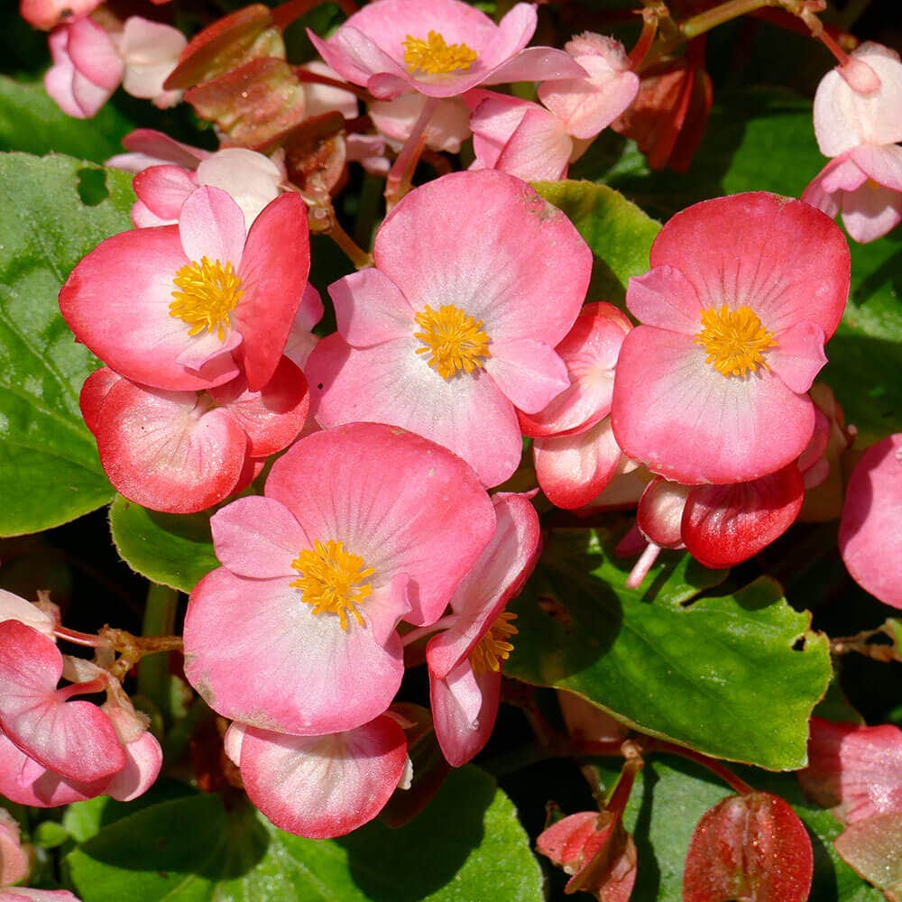 Pizzazz Pink Begonia Seeds