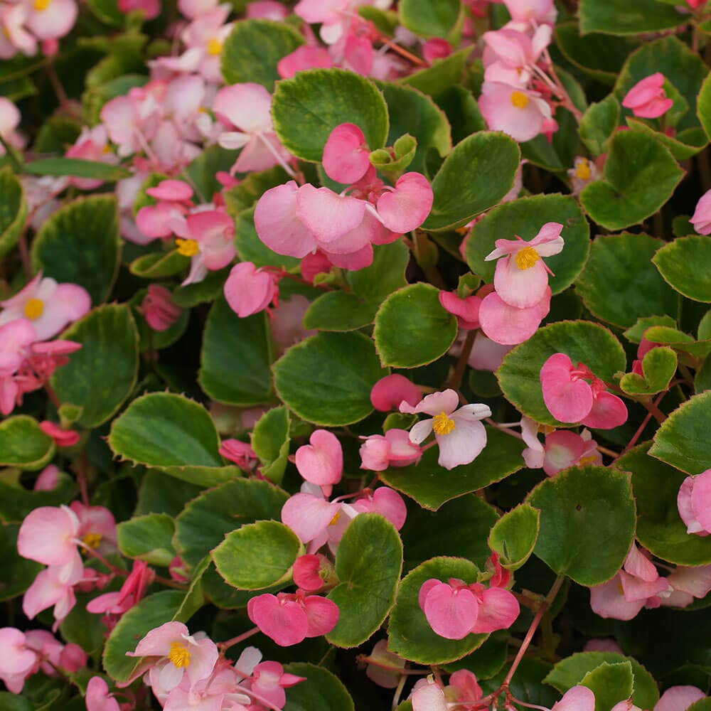 Pizzazz Pink Begonia Seeds