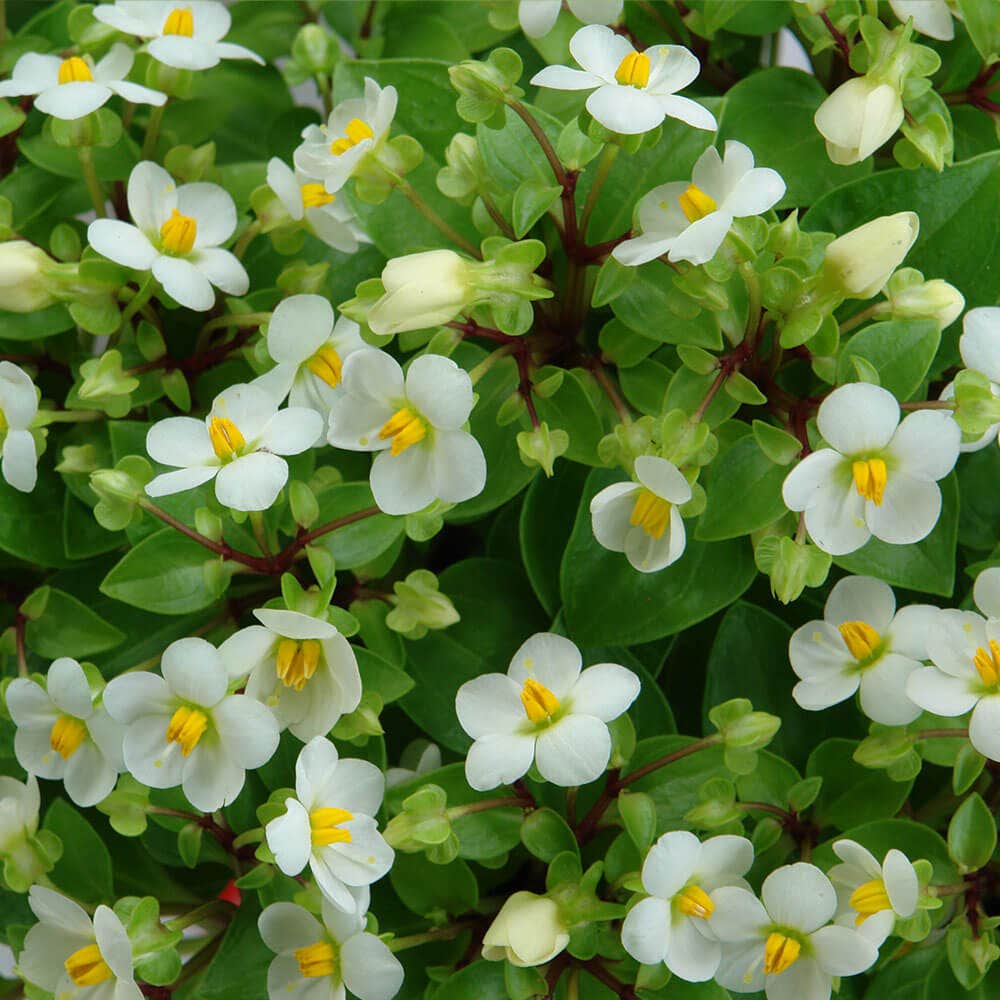 Pizzazz White Begonia Seeds