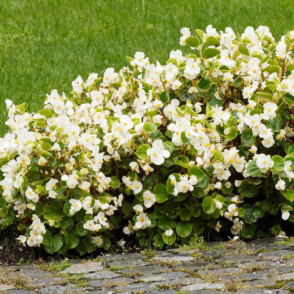 Pizzazz White Begonia Seeds
