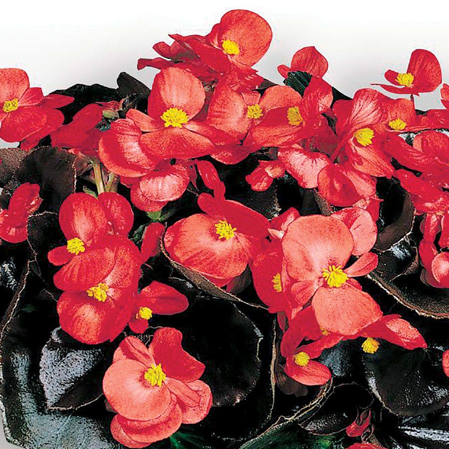 plant begonia seeds Cocktail™ Vodka Begonia Seeds