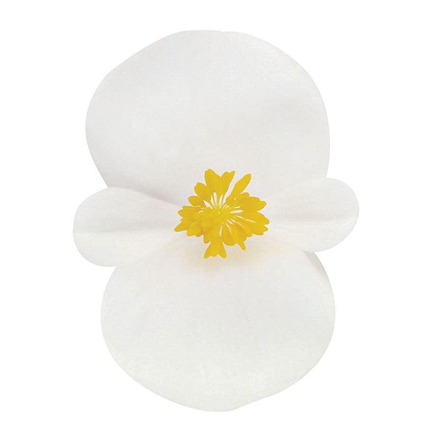 Cocktail™ Whisky™ Begonia Seeds