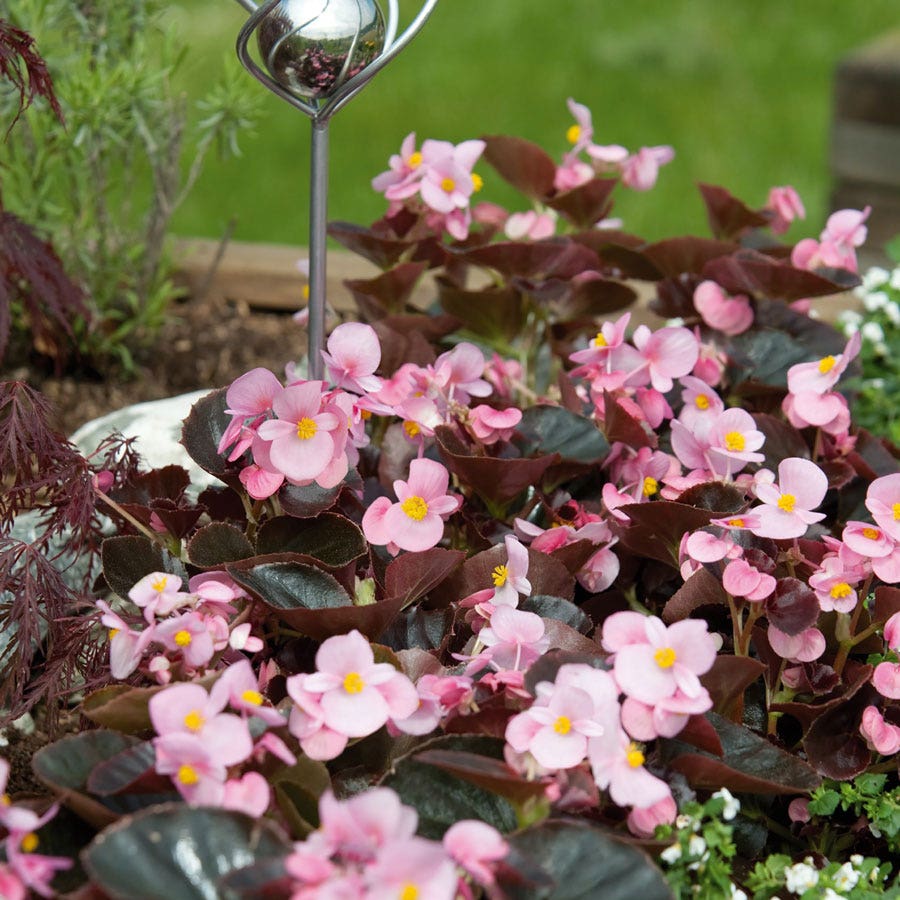 plant begonia seeds Cocktail™ Brandy™ Begonia Seeds