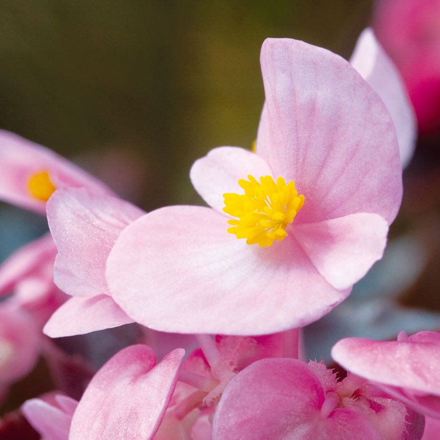 Cocktail™ Brandy™ Begonia Seeds